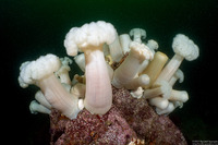 Metridium farcimen (White-Plumed Anemone)