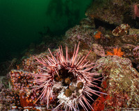 Calliostoma ligatum (Blue Top Snail)