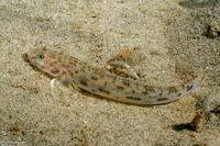 Lepidogobius lepidus (Bay Goby)