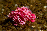 Okenia rosacea (Hopkins' Rose Nudibranch)