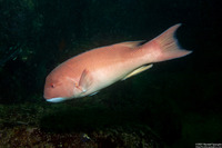 Semicossyphus pulcher (California Sheephead)