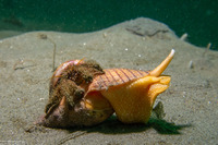 Megasurcula carpenteriana (Carpenter's Turrid)