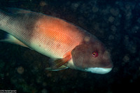 Semicossyphus pulcher (California Sheephead)