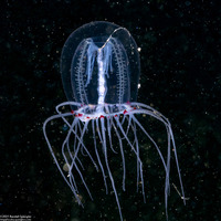 Polyorchis penicillatus (Bell Medusa)