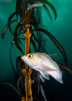 Sebastes atrovirens (Kelp Rockfish)