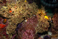 Neobernaya spadicea (Chestnut Cowry)