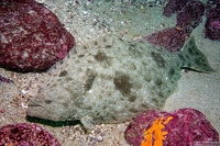 Paralichthys californicus (California Halibut)