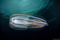 Leucothea pulchra (Leucothea Pulchra)