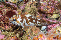 Sebastes carnatus (Gopher Rockfish)