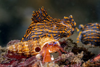 Polycera atra (Black Dorid)