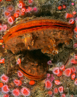Crassadoma gigantea (Rock Scallop)
