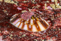 Testudinalia testudinalis (Common Tortoiseshell Limpet)