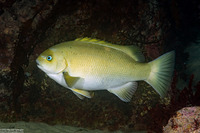 Girella nigricans (Opaleye)