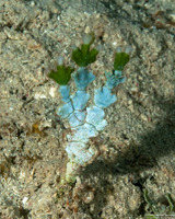 Halimeda incrassata (Three Finger Leaf Alga)