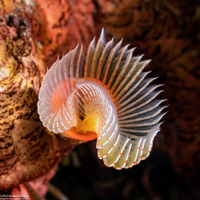 Protula sp.1 (Red-Spotted Horseshoe Worm)
