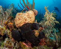 Geodia neptuni (Leathery Barrel Sponge)