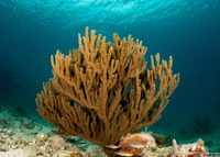 Plexaura homomalla (Black Sea Rod)