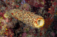 Aplysina lacunosa (Convoluted Barrel Sponge)