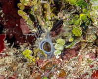 Eunice sp.1 (Bobbit Worm)