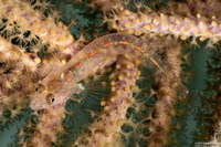 Emblemariopsis pricei (Sea Fan Blenny)