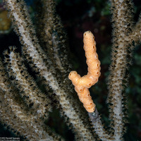 Family Didemnidae (Overgrowing Tunicate)