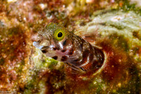 Acanthemblemaria spinosa (Spinyhead Blenny)