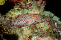 Cephalopholis cruentata (Graysby)