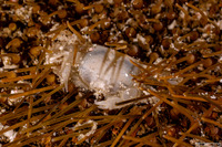 Dissodactylus primitivus (Heart Urchin Pea Crab)