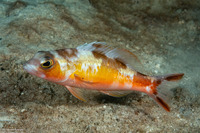 Serranus tabacarius (Tobaccofish)