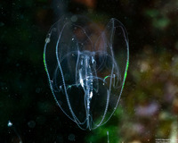 Bolinopsis infundibulum (Lobed Comb Jelly)