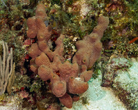 Verongula rigida (Pitted Sponge)