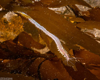 Platynereis bicanaliculata (Ragworm)