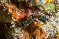 Thuridilla gracilis (Slender Sapsucking Slug)