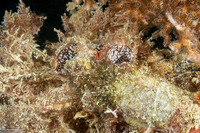 Polycarpa cryptocarpa (Polycarpa Cryptocarpa)