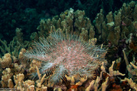 Acanthaster solaris (Crown-of-Thorns Star)