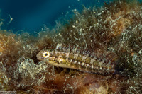 Petroscirtes variabilis (Variable Fangblenny)