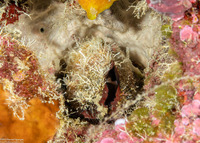 Lamarcka ventricosa (Ventricose Ark Clam)