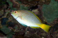 Hipposcarus longiceps (Pacific Longnose Parrotfish)