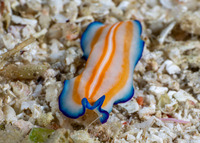Pseudoceros sp.1 (Pseudoceros sp.1)