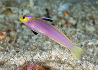 Nemateleotris lavandula (Lavender-Blushed Dartfish)