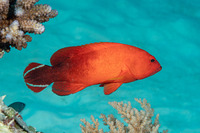 Cephalopholis urodeta (Flagtail Grouper)