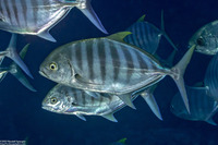 Carangoides ferdau (Blue Trevally)