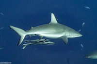 Echeneis naucrates (Sharksucker)
