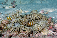 Phymanthus crucifer (Beaded Anemone)
