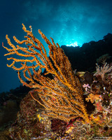 Acanthogorgia sp.2 (Acanthogorgia sp.2)