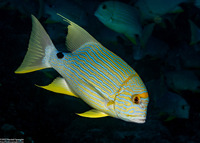 Symphorichthys spilurus (Sailfin Snapper)