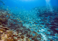 Symphorichthys spilurus (Sailfin Snapper)