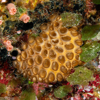 Palythoa tuberculosa (Sea Mat Zoanthid)