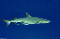 Echeneis naucrates (Sharksucker)