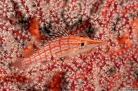 Oxycirrhites typus (Longnose Hawkfish)